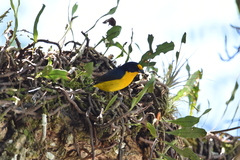 Euphonia violacea