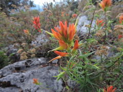 Castilleja tenuiflora