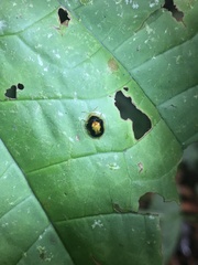 Malayocassis hilaris