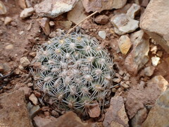 Pediocactus bradyi