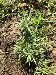 Eriogonum fasciculatum polifolium