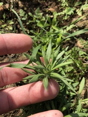 Eriogonum fasciculatum polifolium