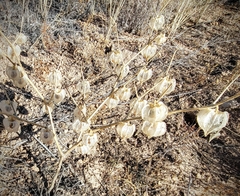 Physalis neomexicana