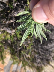 Eriogonum fasciculatum polifolium