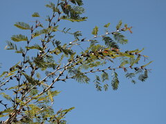 Vachellia hindsii