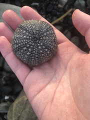 Strongylocentrotus purpuratus