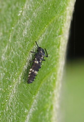 Coelophora inaequalis