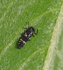 Coelophora inaequalis