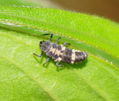 Coelophora inaequalis