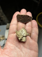 Trichaptum perrottetii