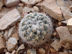 Pediocactus bradyi