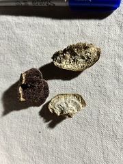 Trichaptum perrottetii