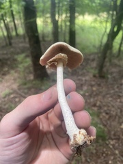 Agaricus leptocaulis