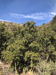 Quercus × acutidens