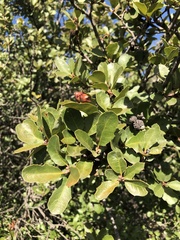 Quercus × acutidens