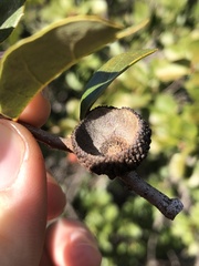 Quercus × acutidens