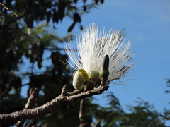 Pseudobombax palmeri