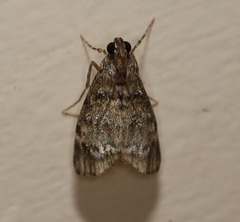 Stericta concisella