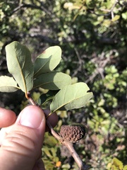Quercus × acutidens