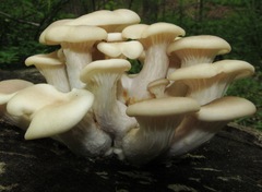 Pleurotus cornucopiae