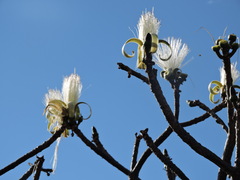 Pseudobombax palmeri