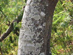 Pseudobombax palmeri