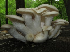Pleurotus cornucopiae
