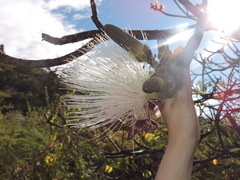 Pseudobombax palmeri