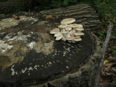 Pleurotus cornucopiae