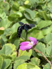 Xylocopa fimbriata