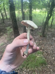 Agaricus leptocaulis