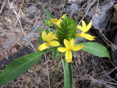 Barleria oenotheroides