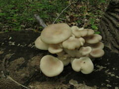 Pleurotus cornucopiae