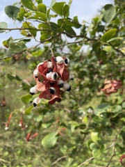 Pithecellobium unguis-cati