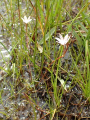 Trachyandra filiformis