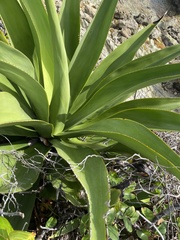 Agave angustifolia