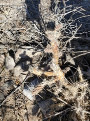 Cylindropuntieae