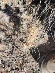 Cylindropuntieae