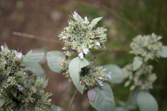 Pycnanthemum incanum