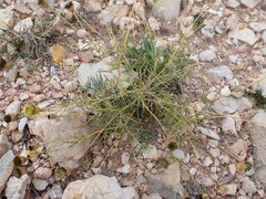 Hymenopappus