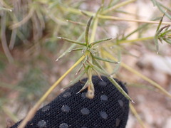 Hymenopappus