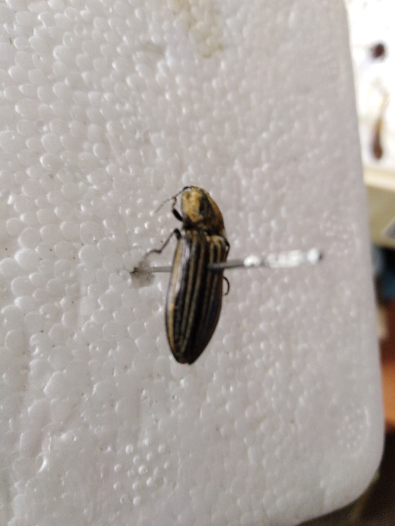 Paraphotistus baeri