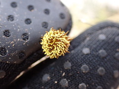 Hymenopappus