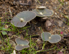 Lupinus microcarpus microcarpus