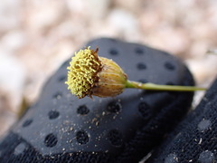 Hymenopappus