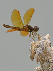 Perithemis tenera