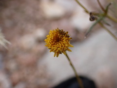 Hymenopappus