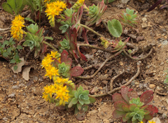 Sedum palmeri