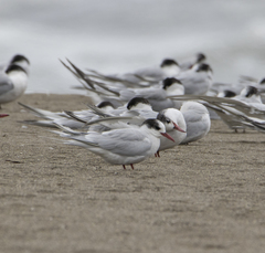 Sterna hirundinacea