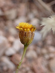 Hymenopappus